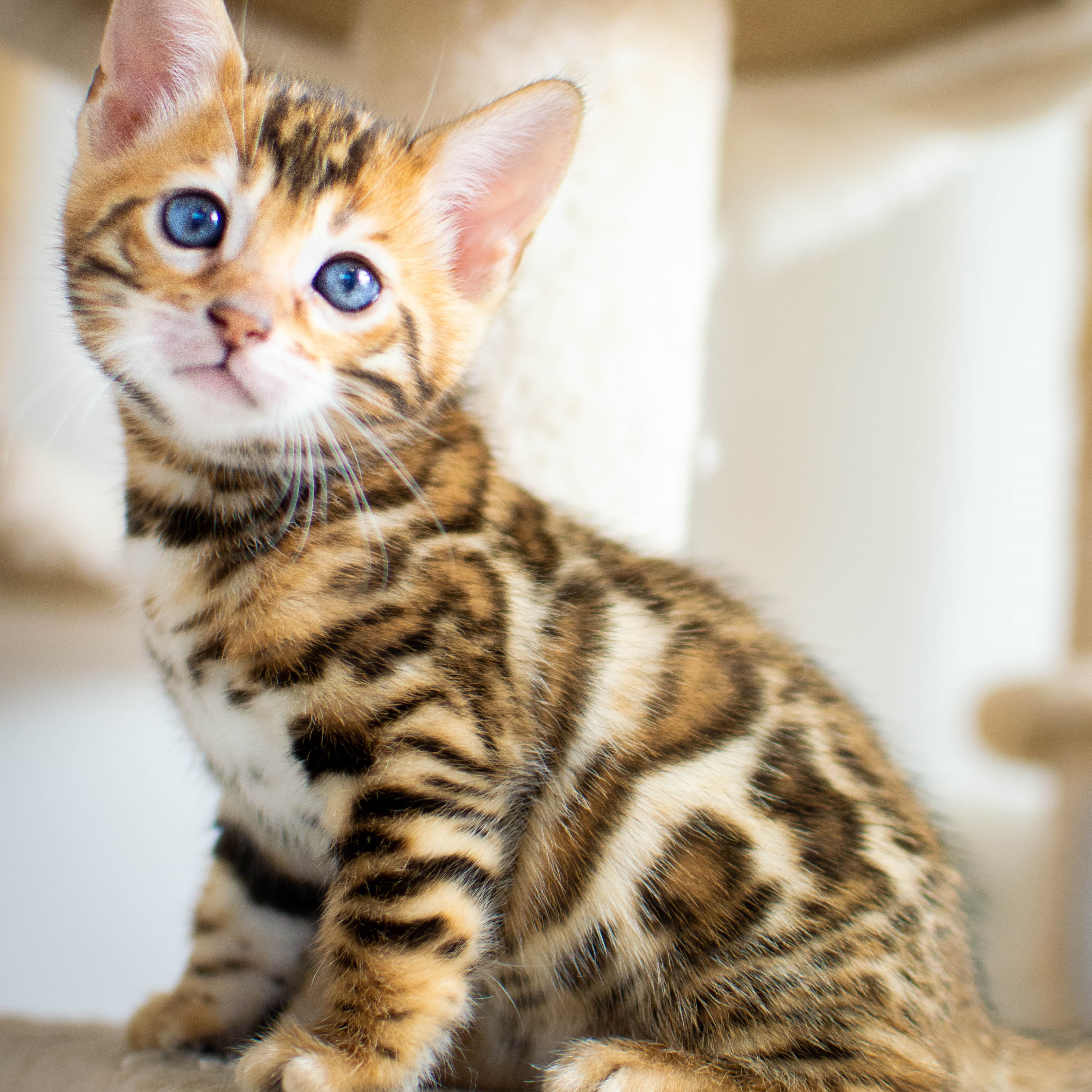 Photo of beautifully
            arranged food