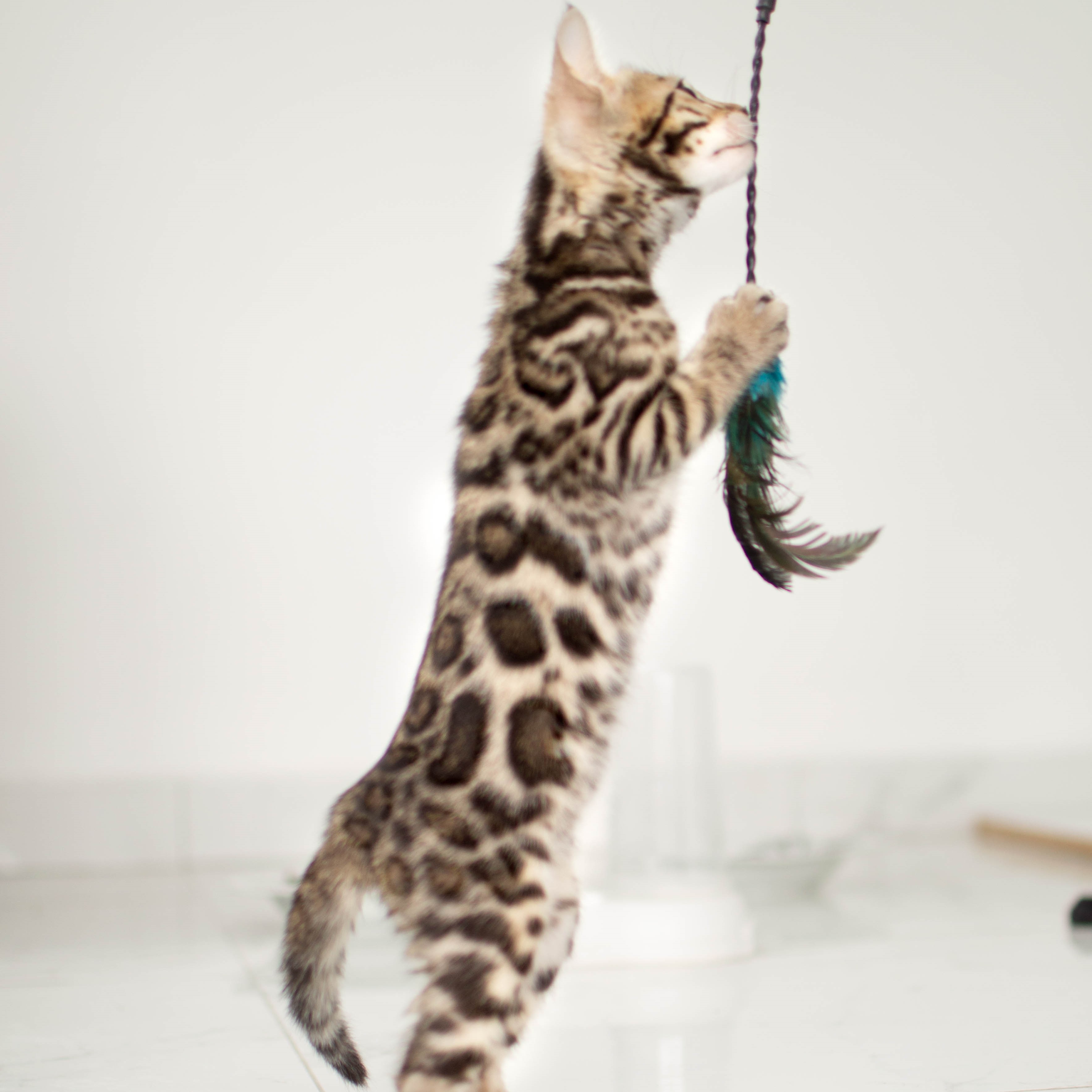 Photo of beautifully
            arranged food