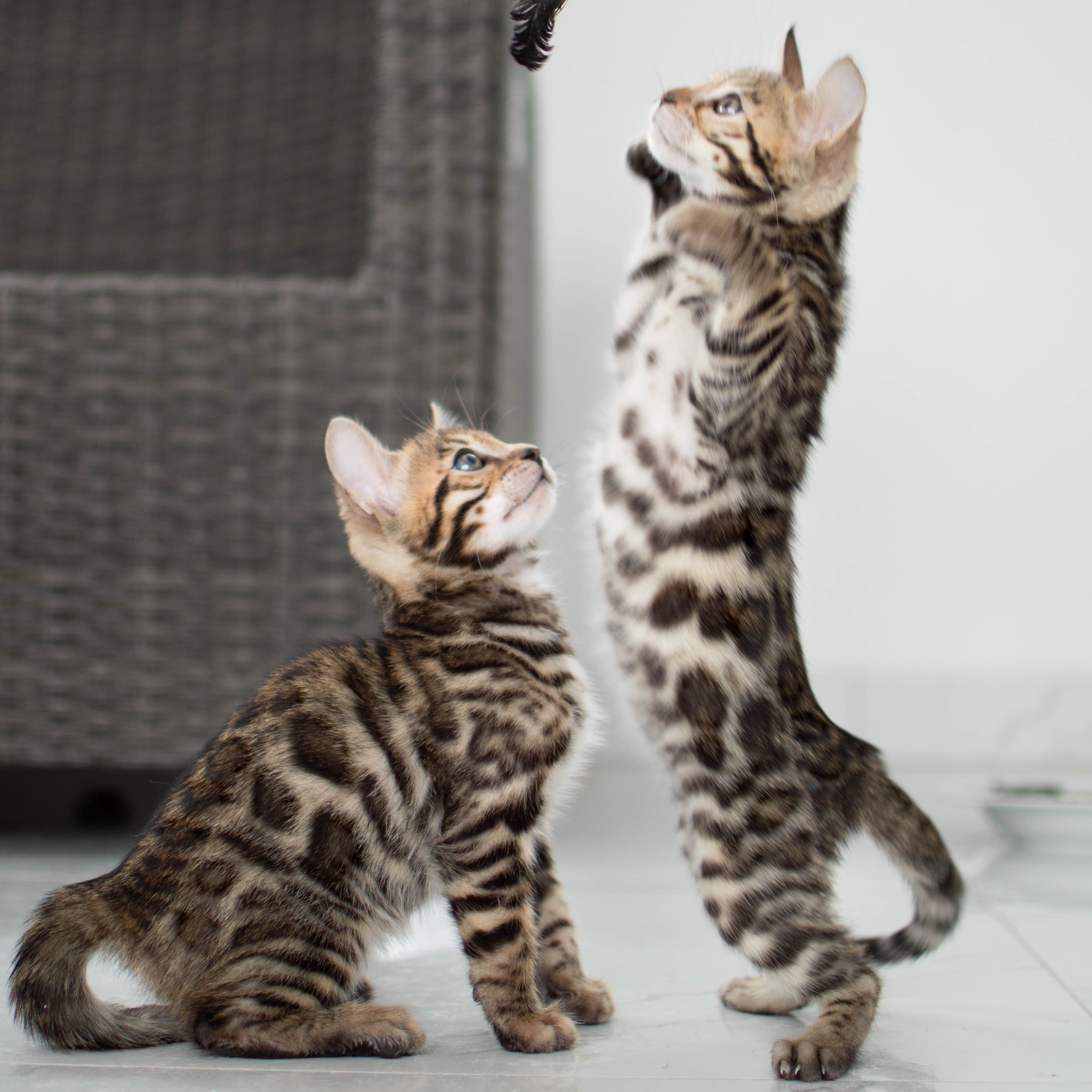 Photo of beautifully
            arranged food