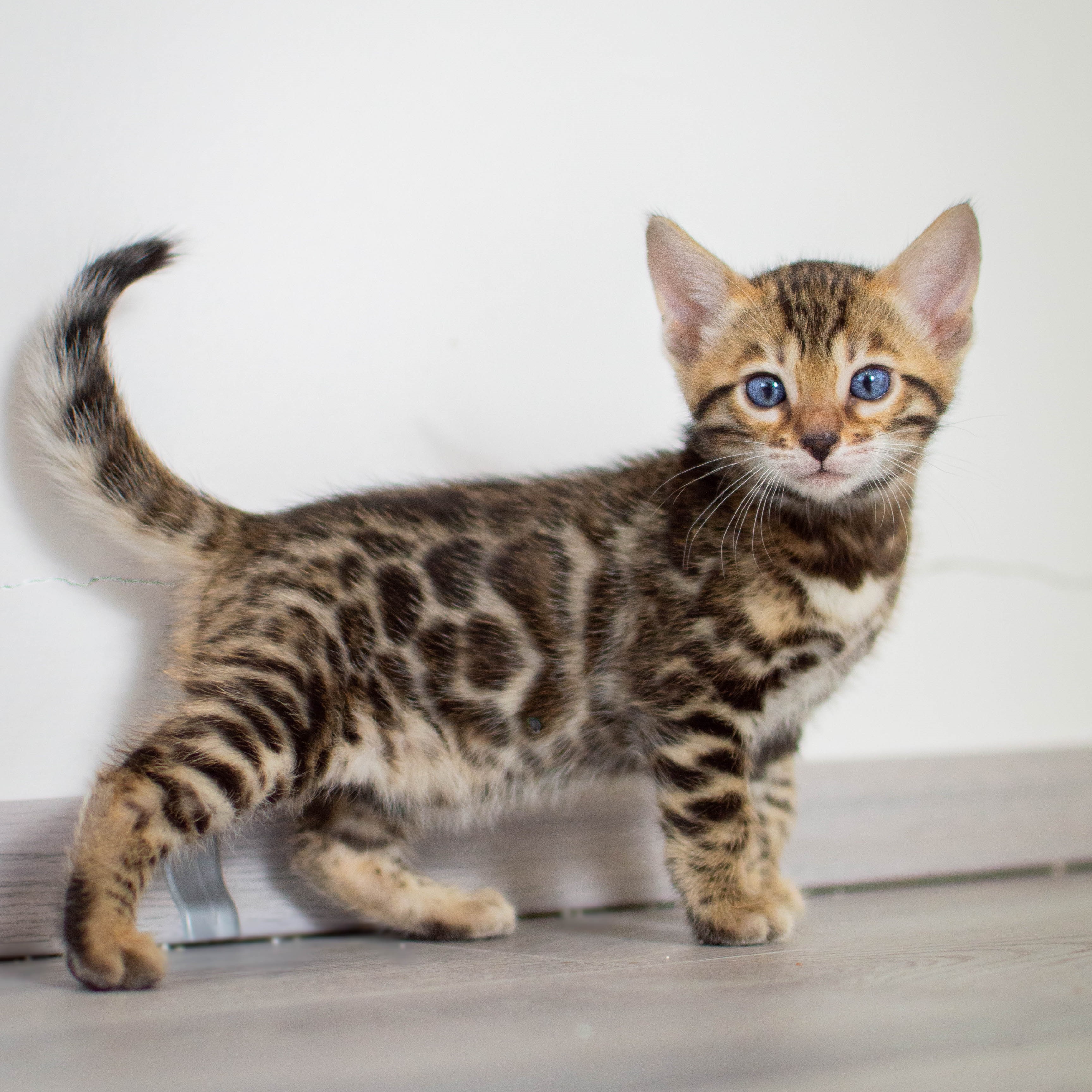 Photo of beautifully
            arranged food