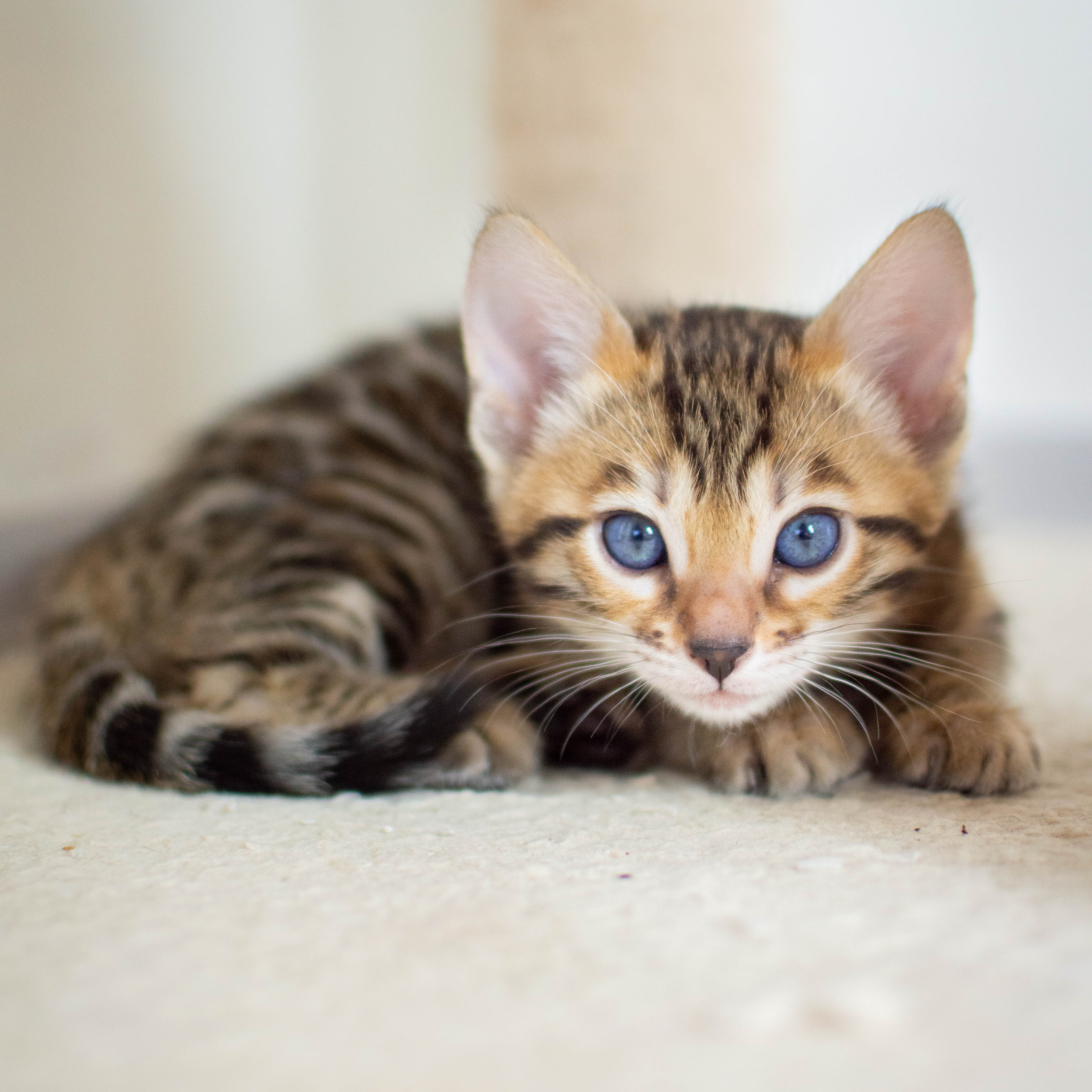 Photo of beautifully
            arranged food