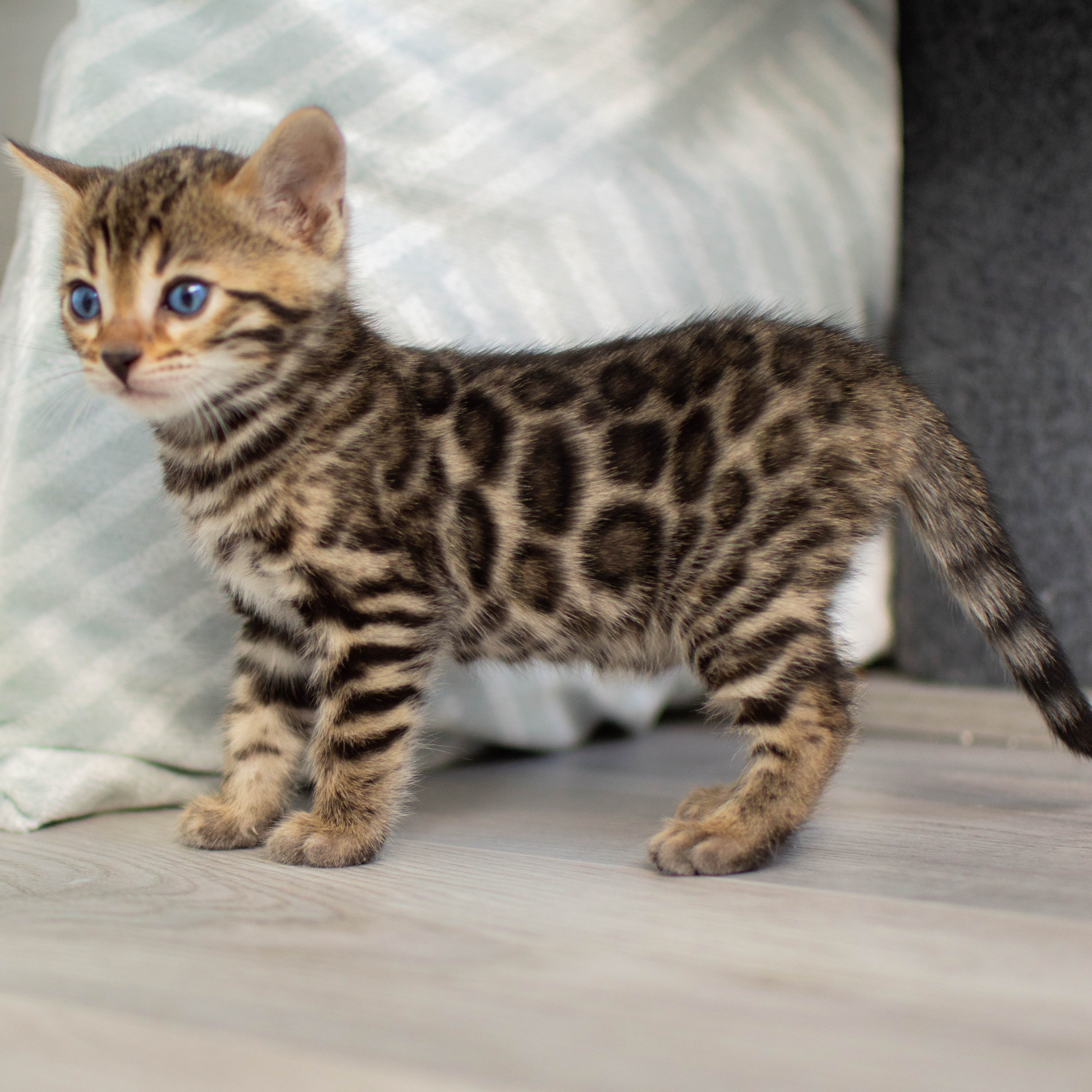 Photo of beautifully
            arranged food
