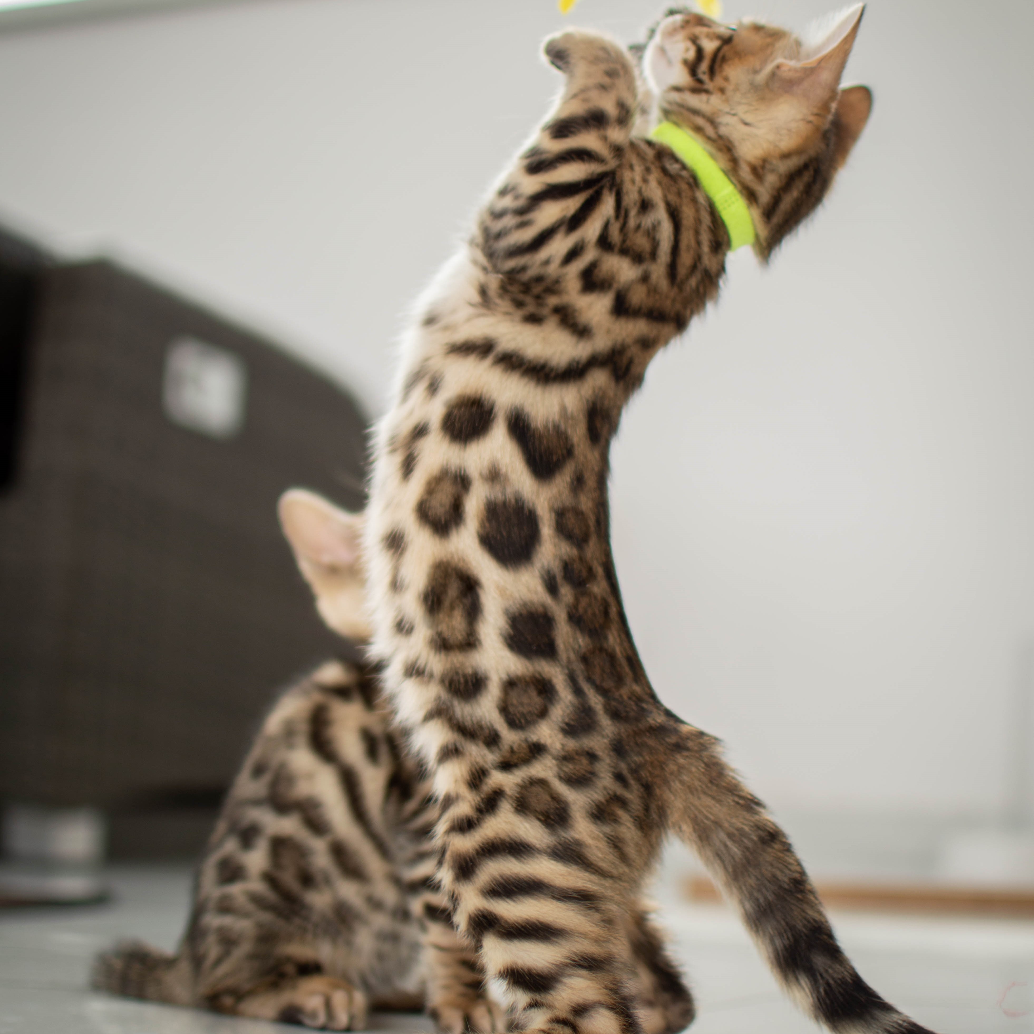 Photo of beautifully
            arranged food