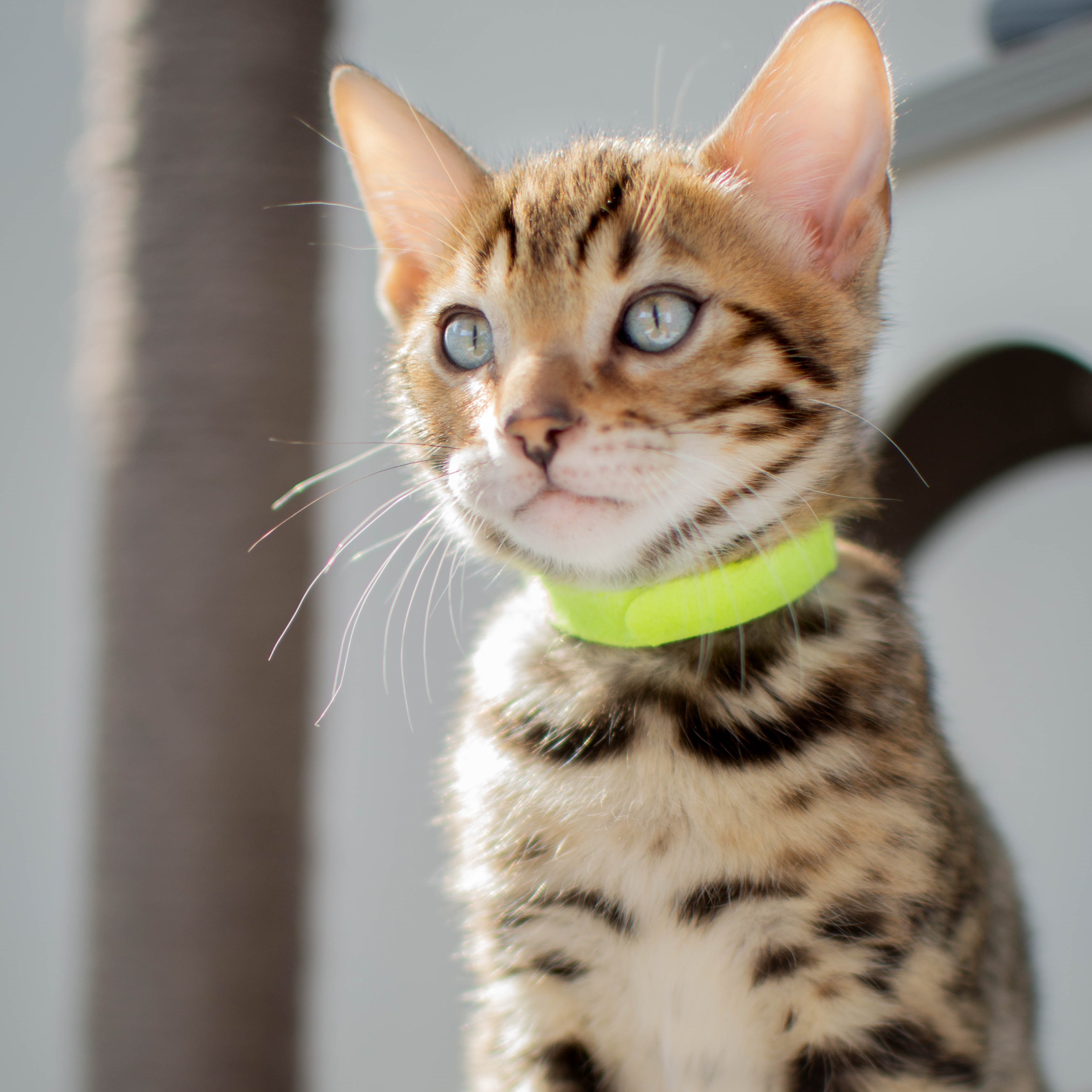 Photo of beautifully
            arranged food