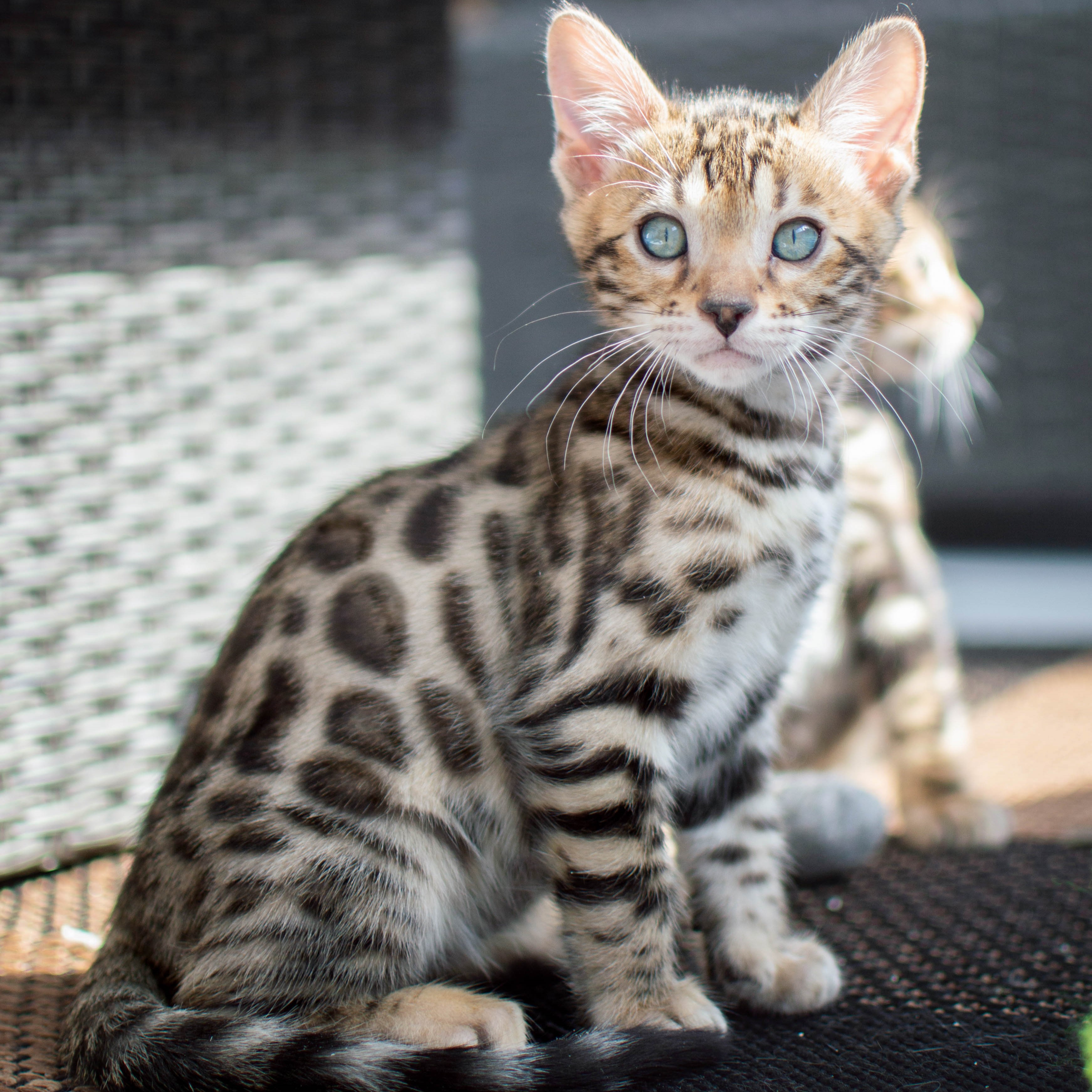 Photo of beautifully
            arranged food