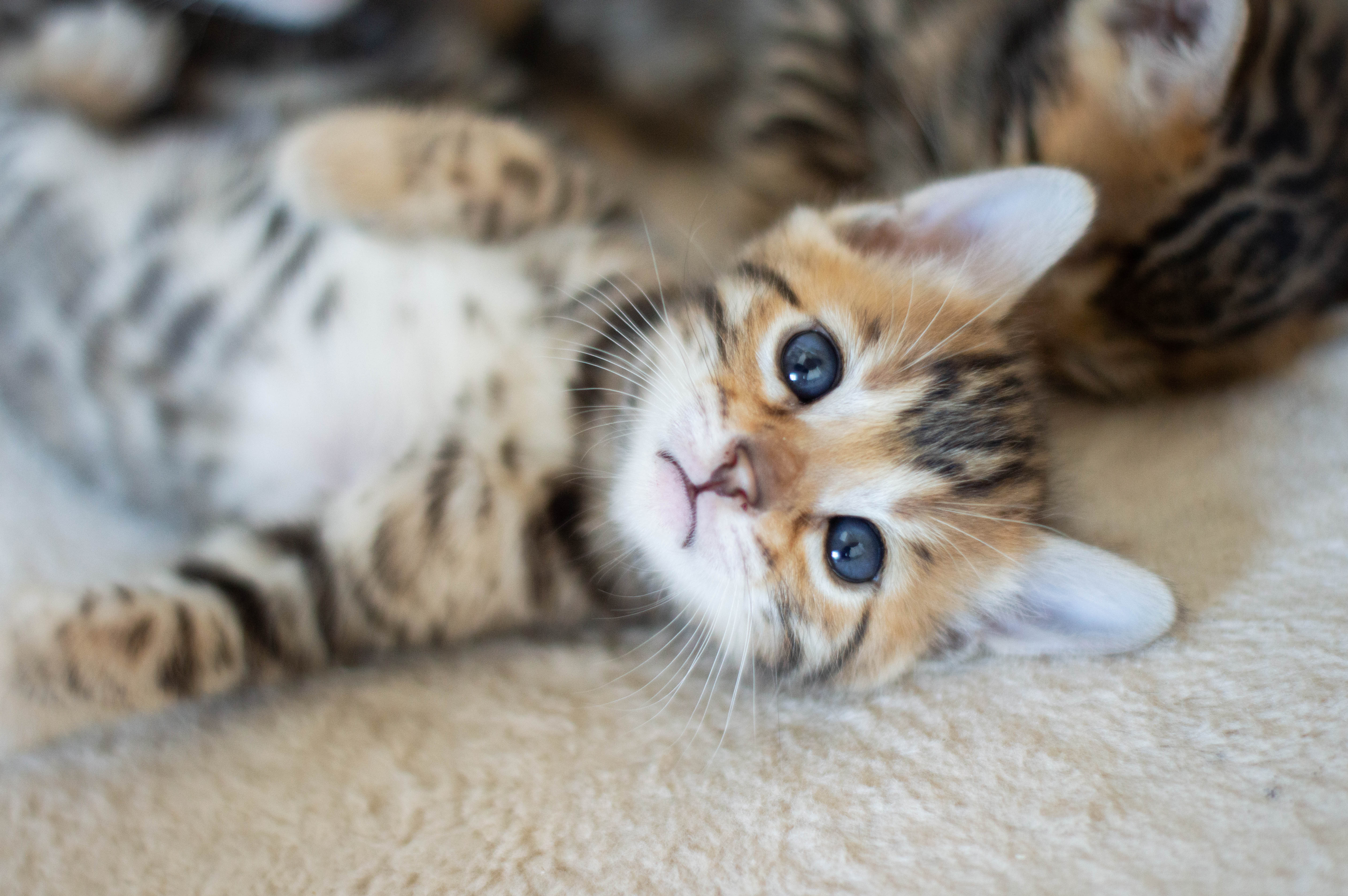 iPhone app
            meal approving plan screen