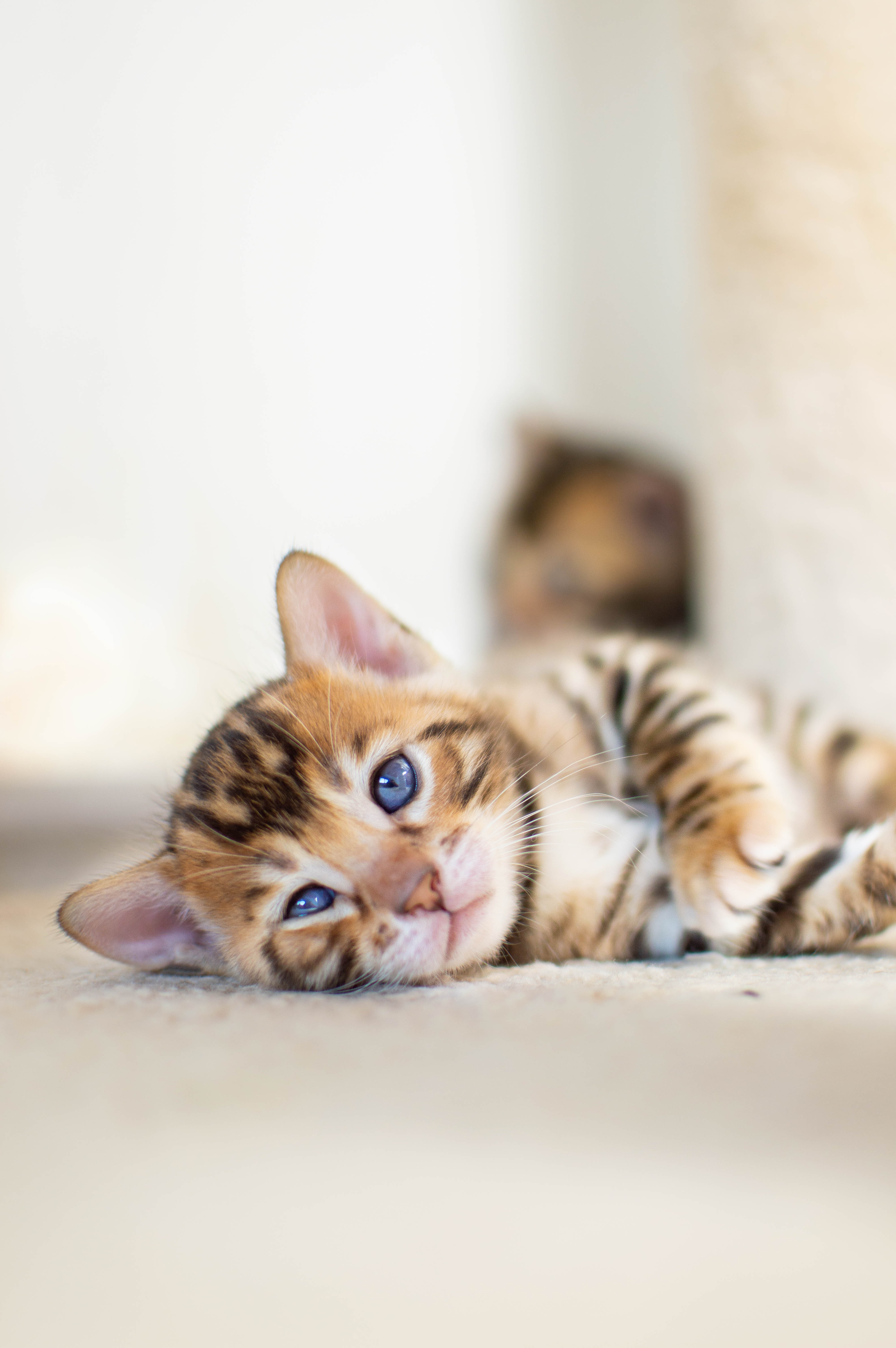 iPhone app
            preferences selection screen